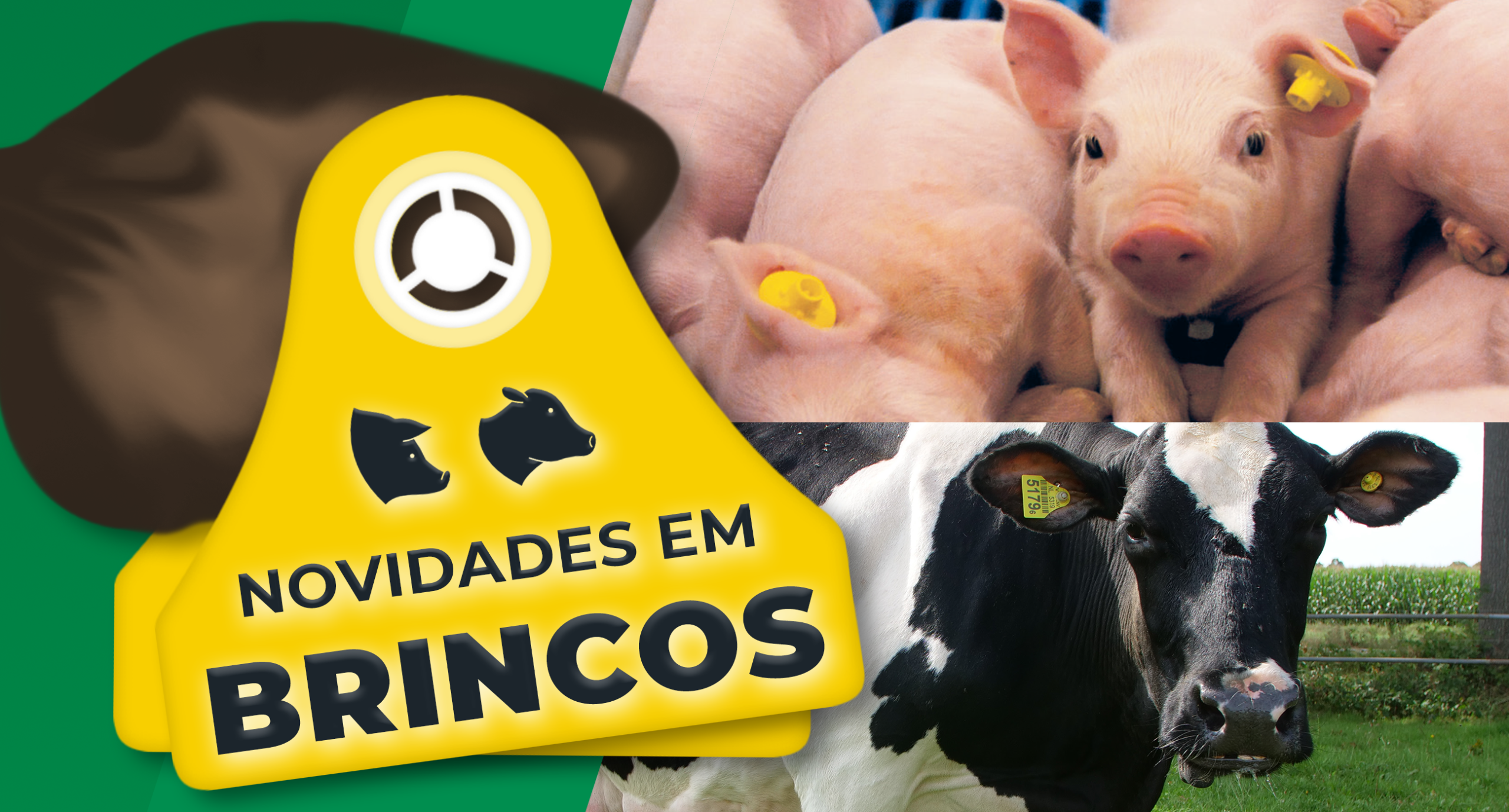 Brincos para suínos e bovinos