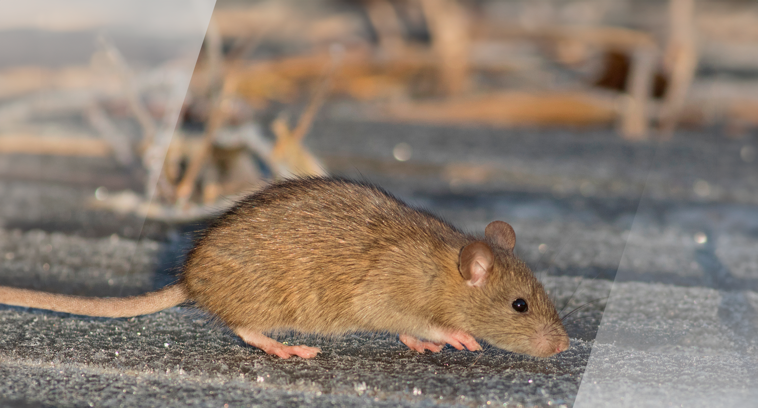 Para acabar com ratos e ratazanas, você precisa conhecer seus hábitos